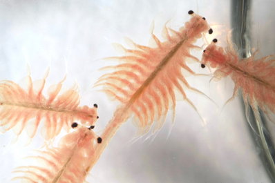 comment-creer-un-elevage-d-artemia-salina-pour-nourrir-vos-poissons-d-aquarium-guide-complet